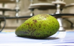 buah alpukat | dokpri