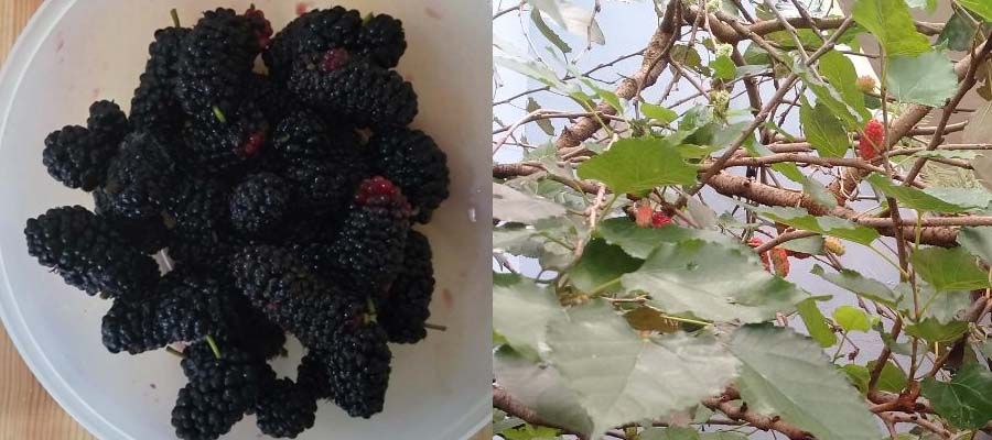 Petik dan kumpulkan arbei yang sudah bewarna hitam. (foto: dok. pribadi)