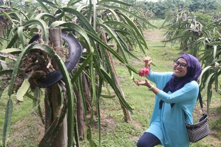 Pohon buah naga. | Dokumentasi Pribadi