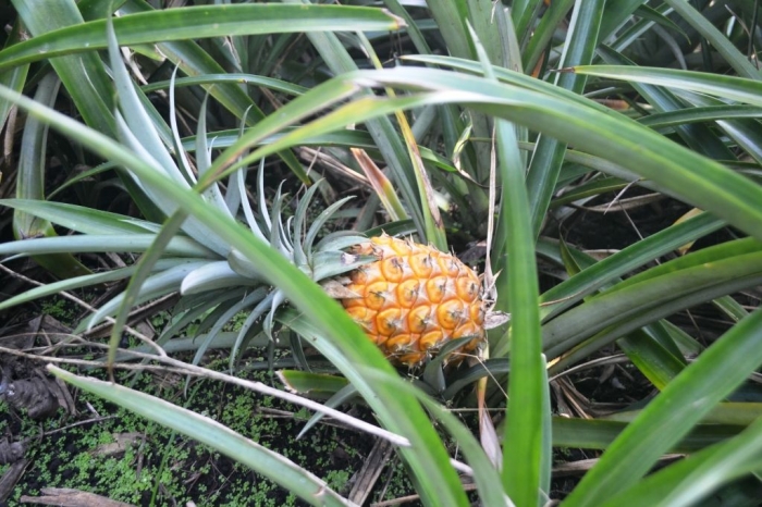 Nanas yang belum dipanen. Dokumentasi pribadi