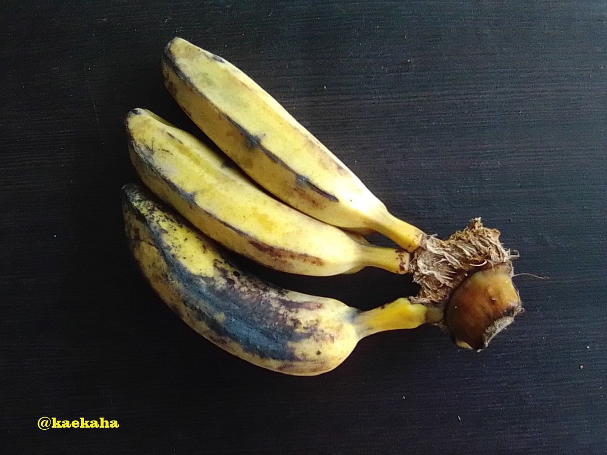 Pisang Menurun (Musa acuminata) | @kaekaha