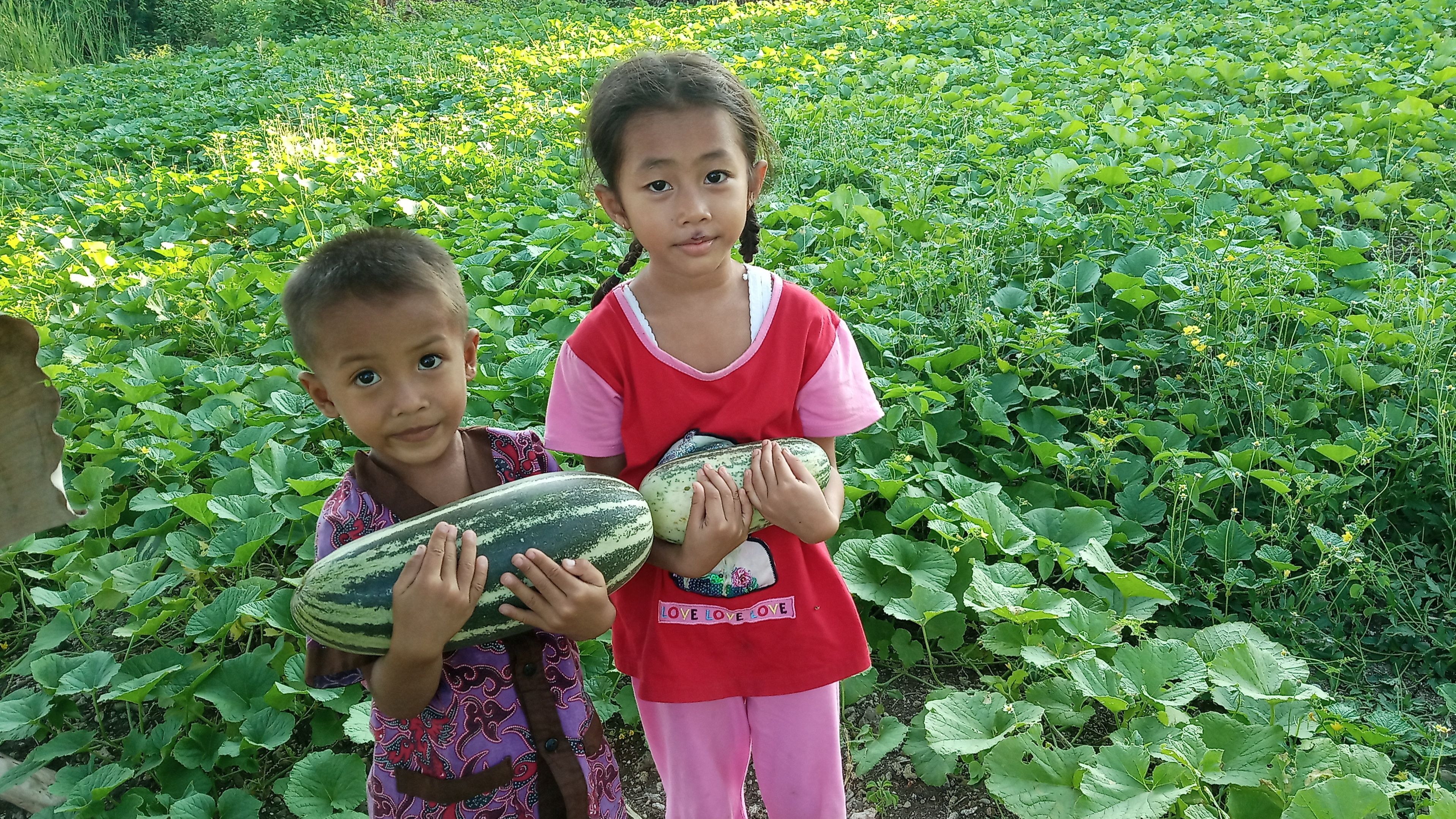 Buah Bonteng (Foto Dokpri)