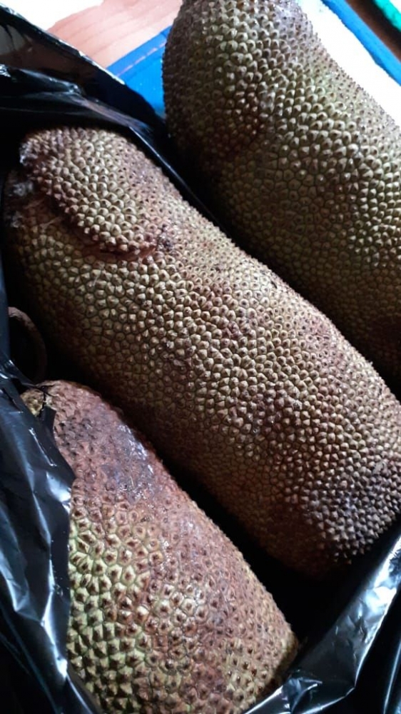 Buah cempedak | Dokumen Pribadi