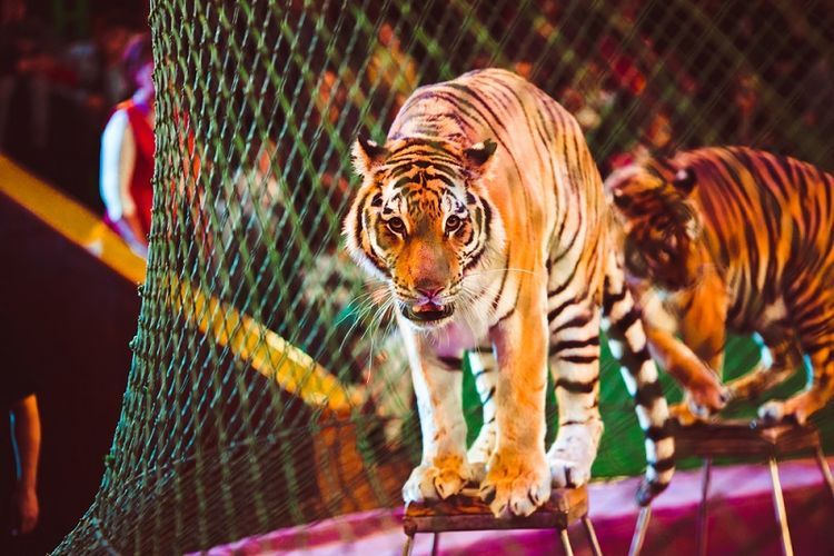 Ilustrasi harimau sirkus.(SHUTTERSTOCK via KOMPAS.com)