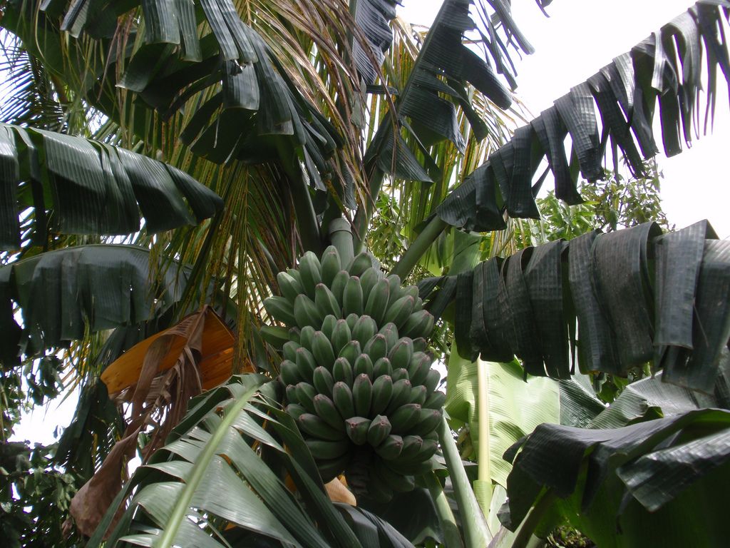 Ilustrasi: Pohon dan buah pisang Kepok (Bugis: Utti Manurung). Sumber: WIKIPEDIA