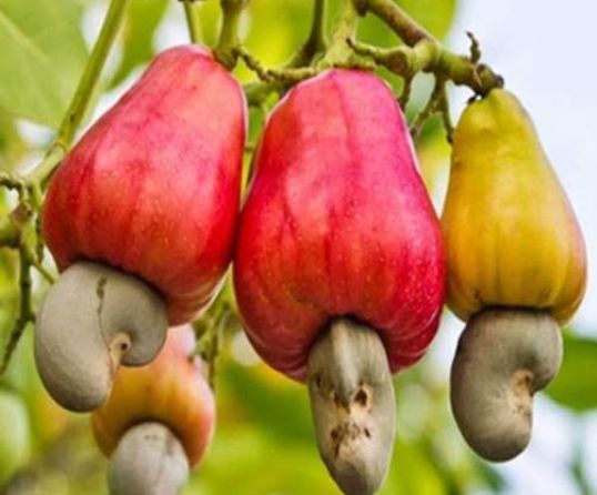 Sensasi Unik dan Sehat Buka Puasa dengan Jus Jambu Monyet Sensasi Unik dan Sehat Buka Puasa dengan Jus Jambu Monyet