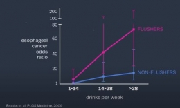 Data yang menunjukan angka kerentanan terkena kanker bagi Flusher (Orang Asia) dan Non Flusher (Orang Non Asia) (Sumber: www.vox.com/ )