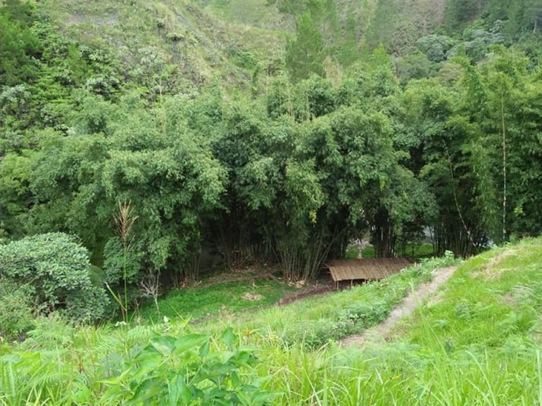 Tanaman bambu di sekitar bendungan Badigulen, Lembah Seribu Bunga, Barusjahe, 2018 (Dokpri)