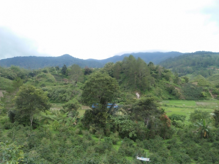 Hamparan persawahan Desa Serdang dengan latar belakang Taman Nasional Bukit Barisan (Dokpri)