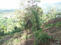 Rencana lahan objek wisata taman bambu di lereng Bukit Gundaling, Desa Gongsol, Kecamatan Merdeka, Kabupaten Karo (Dokpri)