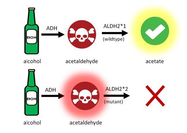 Ilustrasi Sederhana mengenai enzim ADH dan ALDH2 (Sumber: blogs.plos.org)