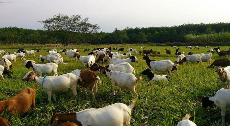 Sekumpulan Kambing | Puslitbangnak