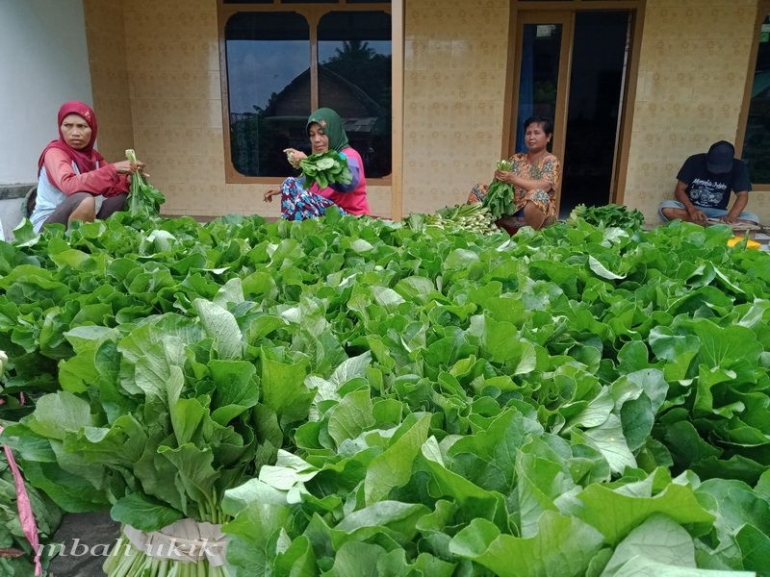 Keluaga petani sayur di Desa Banjarejo, Kabupaten Malang. Dokpri