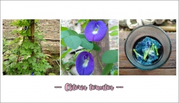 Bunga telang, si kelopak biru kaya khasiat, foto: dokpri