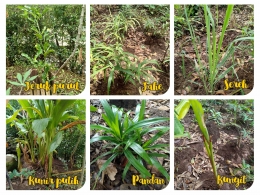 Investasi dengan tanaman herbal, foto: dokpri