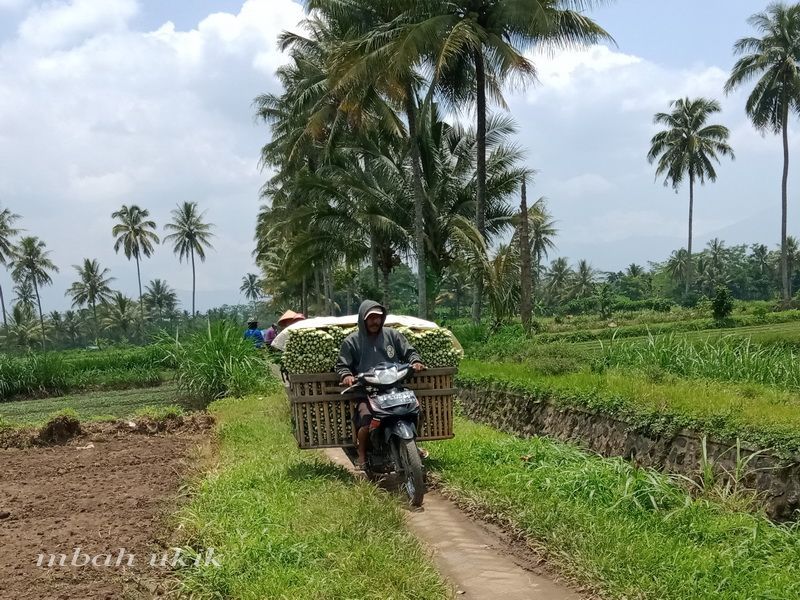 Foto Artikel : Terpopuler: Nasib Kesejahteraan Petani Hingga Naiknya ...