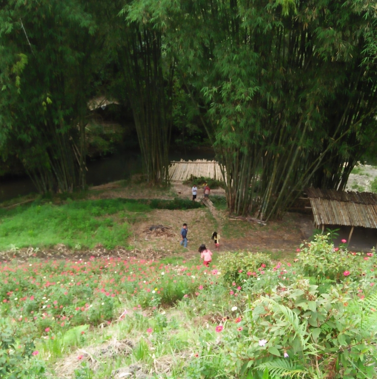 Tanaman bambu di sekitar bendungan Badigulen, Lembah Seribu Bunga, Barusjahe, 2018 (Dokpri)