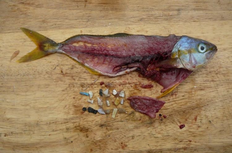 Partikel plastik dalam tubuh ikan sumber: https://www.hipwee.com/