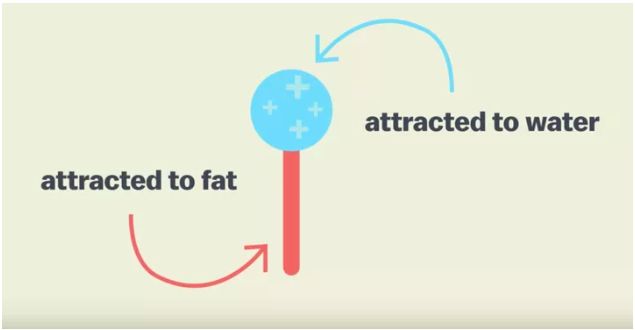 Struktur Molekul dari Amphiphiles (Sumber: Vox.com)