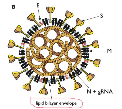 Struktur kimia dari Virus Corona (Sumber: https://twitter.com/PalliThordarson)