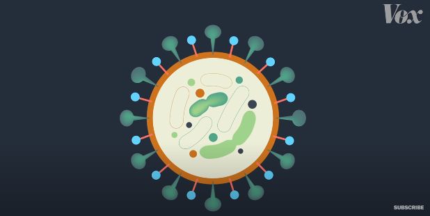 Ilustrasi Sabun yang menarik lapisan selubung lemak dari Virus Corona (Sumber: Vox.com)