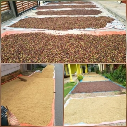 Selain menjemur padi, petani Desa Seleman juga sibuk mengeringkan kopi. (Dokumentasi NURSINI RAIS).