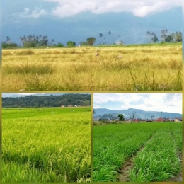 Sebagian padi sawah di daerah Kerinci sedang dipanen, di tempat lainnya masih hijau, ada pula yang baru ditanam. (Dokumentasi NURSINI RAIS).