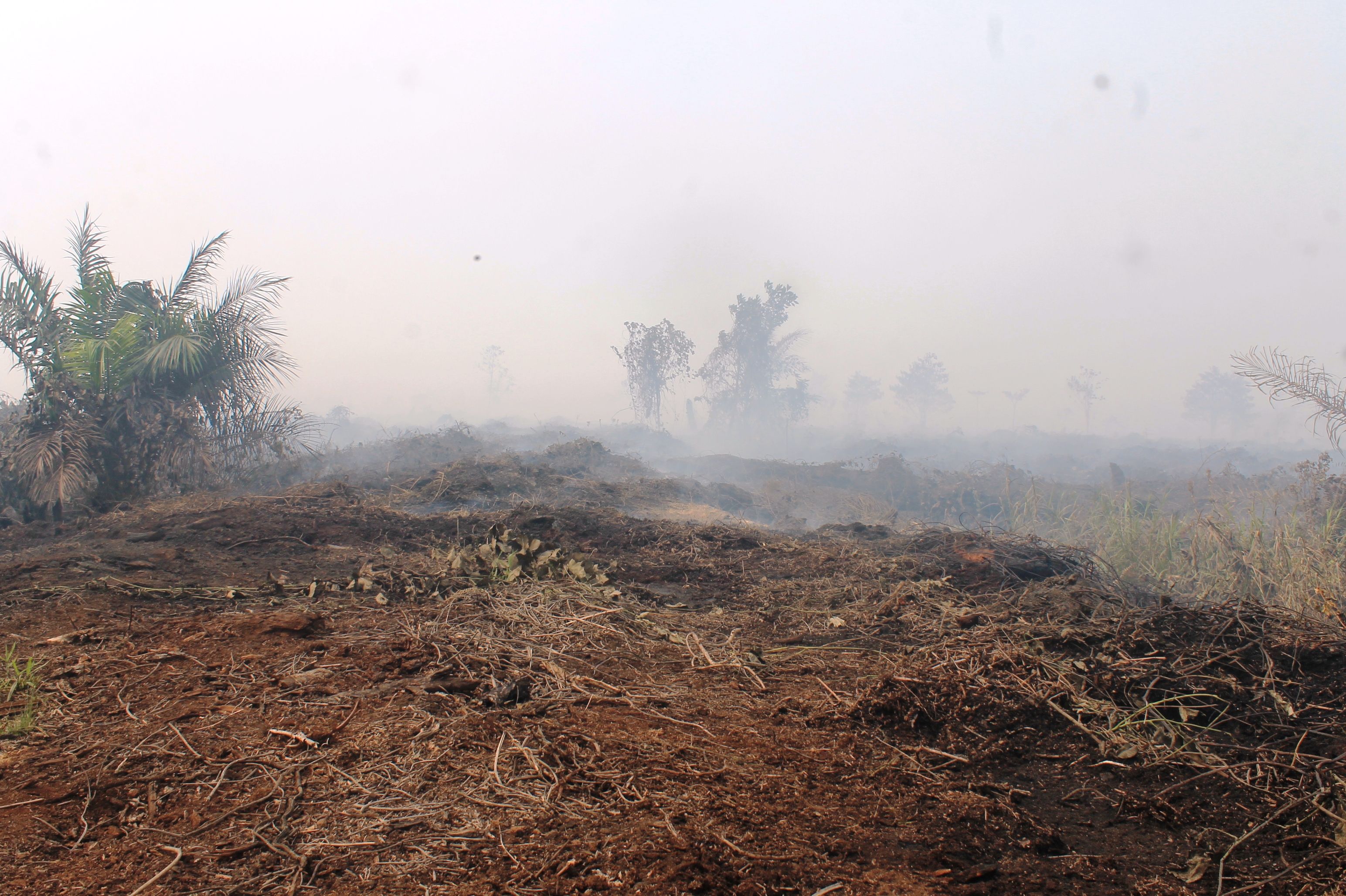 Kebakaran hutan dan lahan gambut  2019 di Tanjabtim, Provinsi Jambi / Elviza Diana 