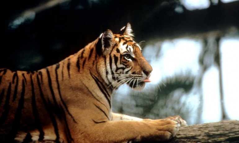 Sumber:  Worldwildlife.com/Endangered species threatened by unsustainable palm oil production 