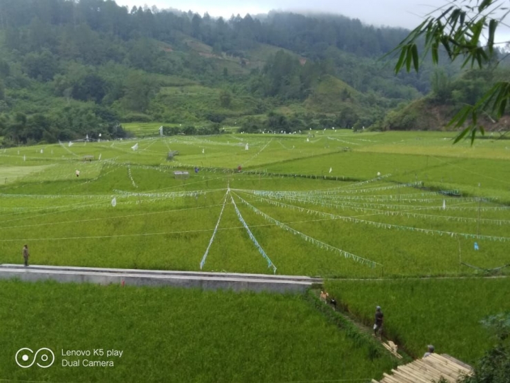 Padi mulai menguning di kawasan sawah | Dokumentasi pribadi