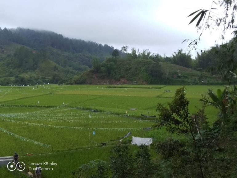 Padi mulai menguning di kawasan sawah |Dokumentasi pribadi