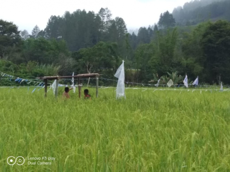 Petani yang menghalau burung di kawasan sawah |Dokumentasi pribadi