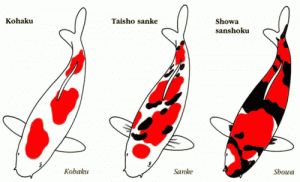 Gosanke, ikan koi terpopuler saat ini (Sumber gambar : gilakoi.com)