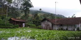 Lahan sayuran di Desa Cipetung Brebes Selatan | dokpri