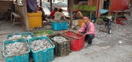 Nelayan memilih memilah ikan hasil tangkapan, Cilincing Jakarta Utara