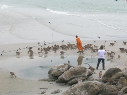 Seorang wisatawan memperhatikan biksu saat memberi makan kawanan kera dan burung camar di Pantai Khao Takiab. (foto: dok. pribadi)