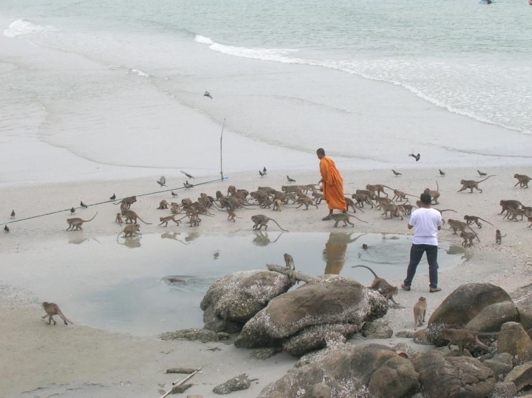 Seorang wisatawan memperhatikan biksu saat memberi makan kawanan kera dan burung camar di Pantai Khao Takiab. (foto: dok. pribadi)