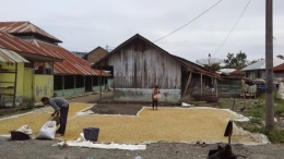 Menjemur padi hasil panen|Dokumentasi pribadi