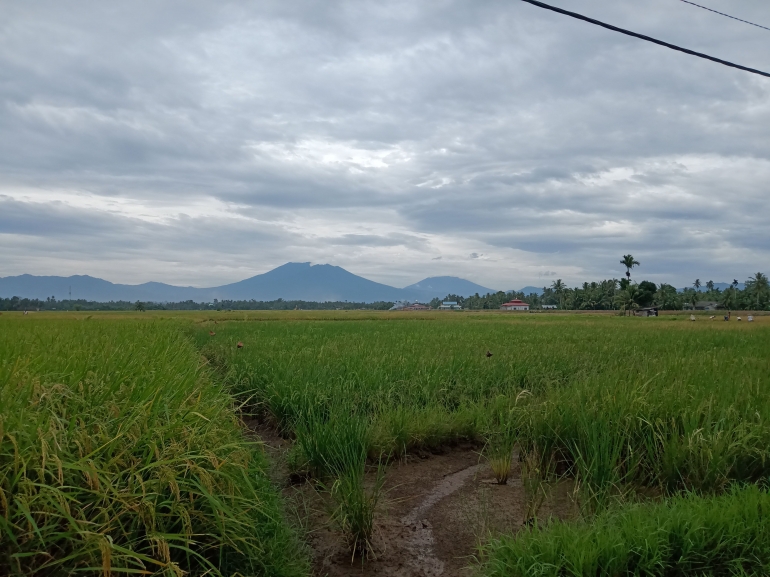 Lahan Pertanian Kecamatan Pariaman Selatan, Kota Pariaman | dokpri