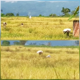  pekerja memanggul padi dari lokasi ke pinggir jalan