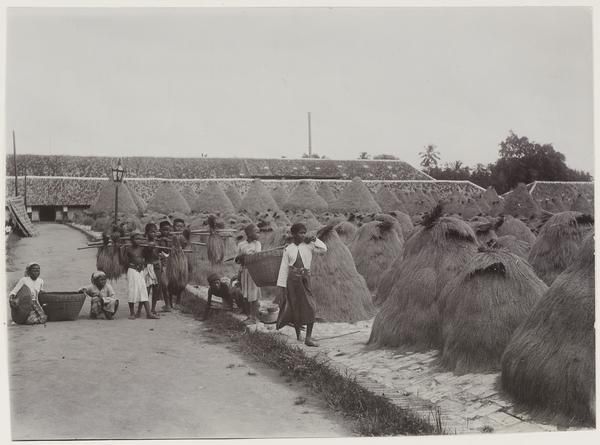 Geoogste rijst in schoven gebonden (circa 1920 | Koleksi KITLV)