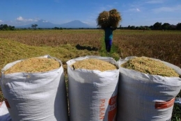 Stok pangan: Membangun lumbung padi berbasis komunitas adalah kearifan lokal yang nyaris diabaikan. (foto: Buton Pos)