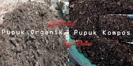 Pupuk organik dan pupuk kompos dari kotoran ayam bangkok (Sumber : tajenonline.live)