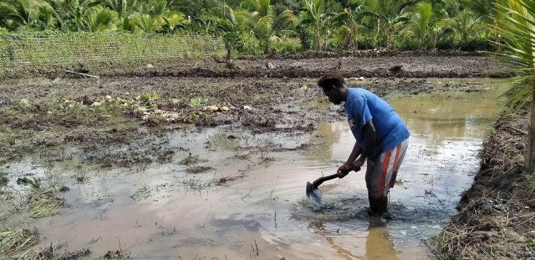 Salah satu petani sawah di kampung Per, Asmat. Dokpri. 