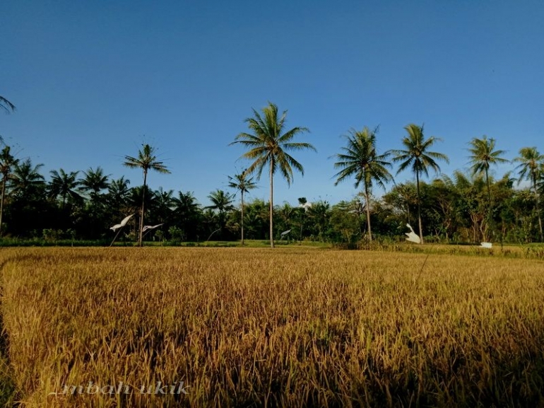 Rumah kita bersama. Laudato Si. Dokpri