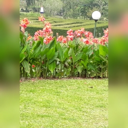 foto pemandangan kebun mawar situhapa | sumber : dok.pri diolah dengan incollage/ yunita kristanti