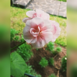 salah satu jenis bunga cantik yang tumbuh di sebelah villa yang kami tempati | sumber : dok.pri diolah dengan incollage/ yunita kristanti