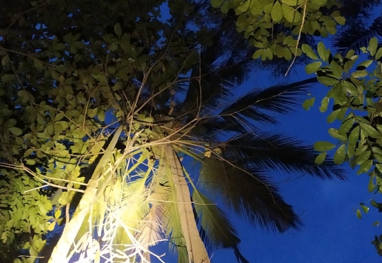 Seorang warga yang terjebak di atas pohon kelapa/Foto: BPBD Purbalingga