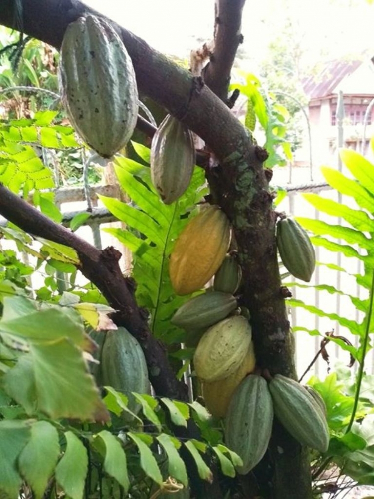 Ilustrasi: Pohon Coklat di halaman rumah. Dokumentasi Pribadi
