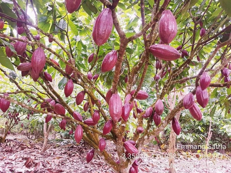 Kebun kakao sehat (dok: Suharman Emmang)